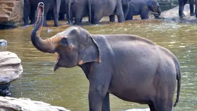 слониха убила человека в Таиланде, фото - Новости Zakon.kz от 23.10.2023 23:31