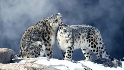 goodfon.ru, фото - Новости Zakon.kz от 02.06.2020 17:34