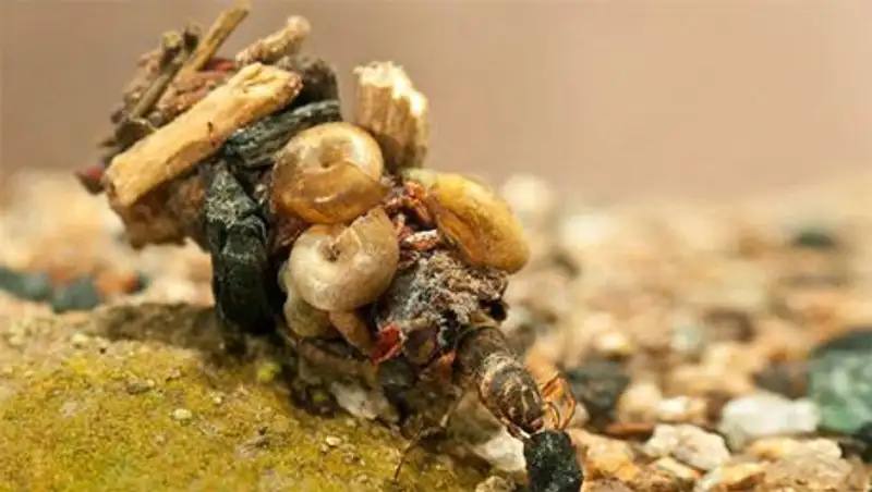  13 красивых домов, которые строят животные-архитекторы