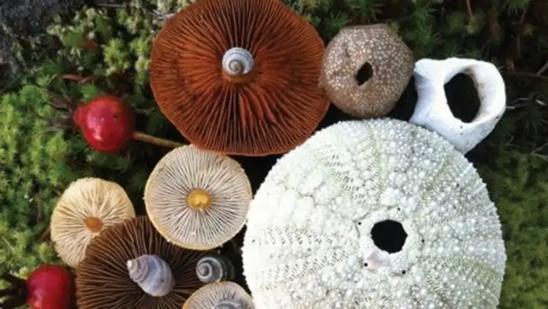 Волшебные грибы: 10 бесподобных фото, демонстрирующих красоту грибов