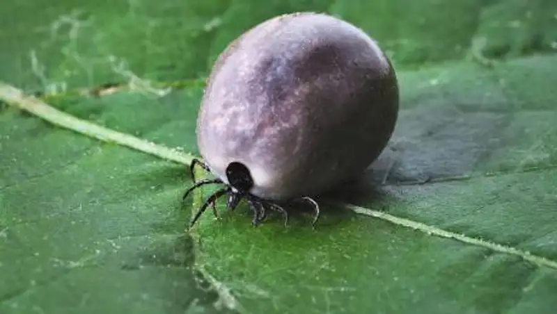 Наступила весна. Как защитить себя от клещевого энцефалита