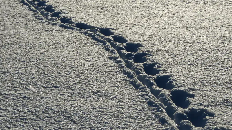 Полицейские спасли двух человек, провалившихся под лед в Атырауской области