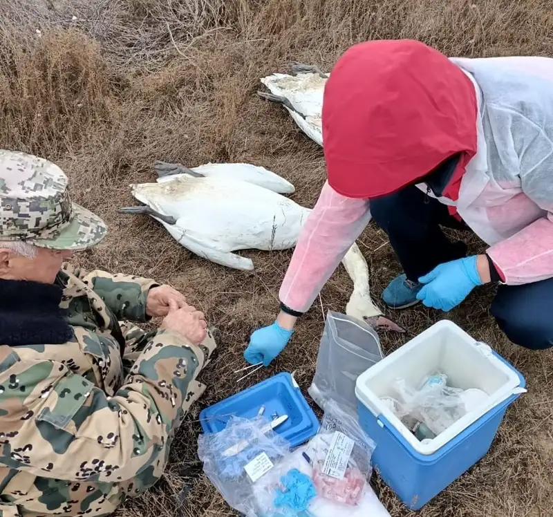 30 мертвых лебедей нашли у озера в Мангистауской области, фото - Новости Zakon.kz от 27.12.2023 08:35