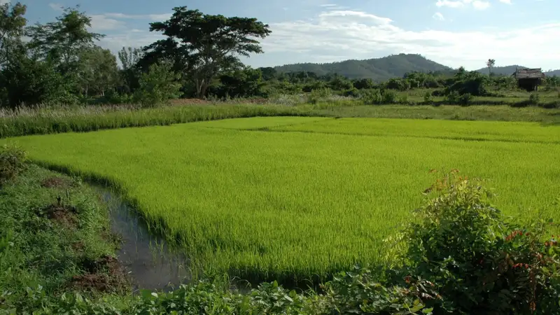 Депутаты придумали, как сделать пастбища доступными для сельчан