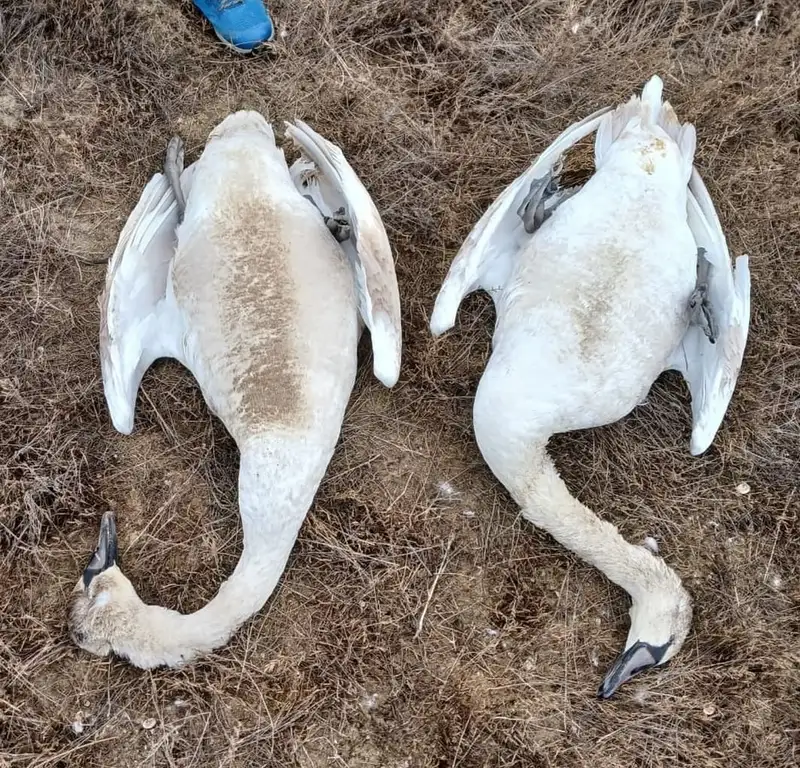 30 мертвых лебедей нашли у озера в Мангистауской области, фото - Новости Zakon.kz от 27.12.2023 08:35