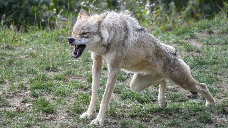 Напавший на людей в Карагандинской области волк оказался бешеным