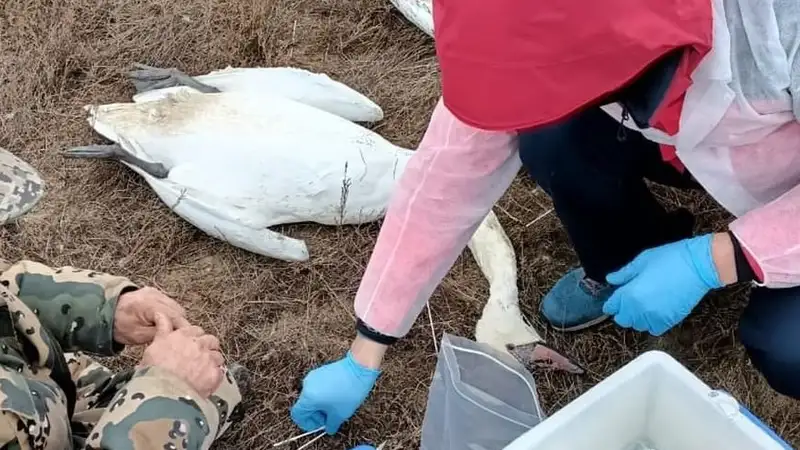 30 мертвых лебедей нашли у озера в Мангистауской области 