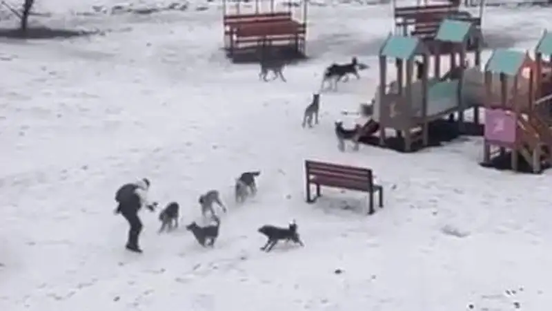 Стая бездомных собак напала на подростка в Алматинской области