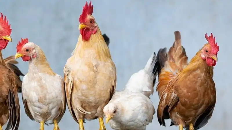 В Минсельхозе прокомментировали сообщения о запрете транзита мяса птицы из США в Казахстан через РФ