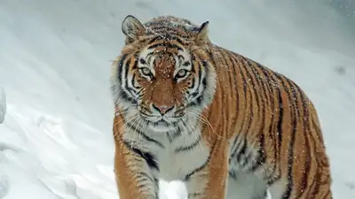 Туранский тигр, Кызылорда, вернется ли туранский тигр в Приаралье, Приаралье, фото - Новости Zakon.kz от 29.12.2023 11:45