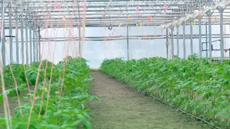 В Шымкенте и Туркестанской области начались выплаты субсидий тепличным хозяйствам