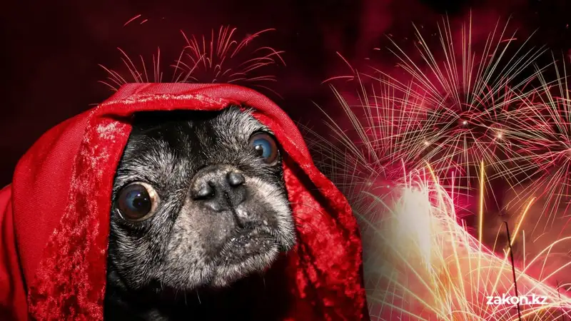 Животные тоже в стрессе: как успокоить собаку и кошку во время салютов