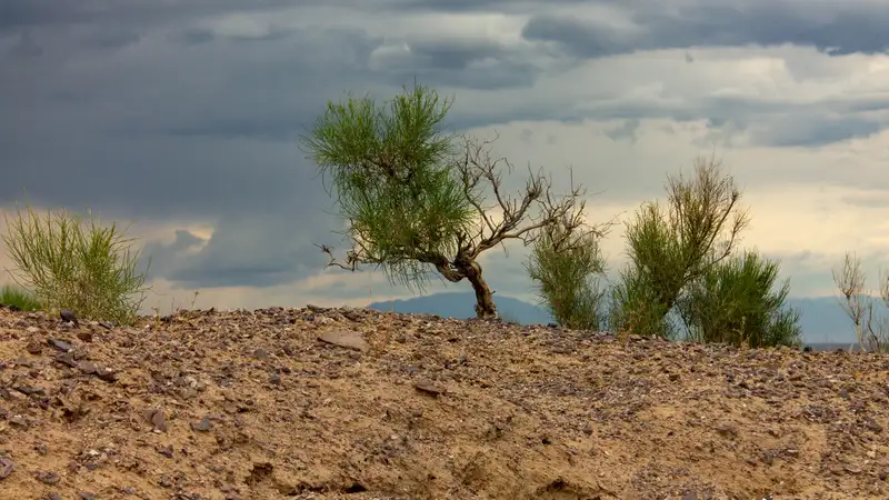 В Казахстане запретят рубить саксаул на участках лесного фонда и пихты в ВКО