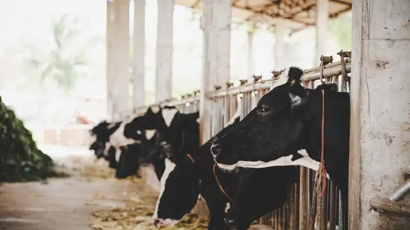 Группа скотокрадов угнала скот на 18 млн тенге в Костанайской области