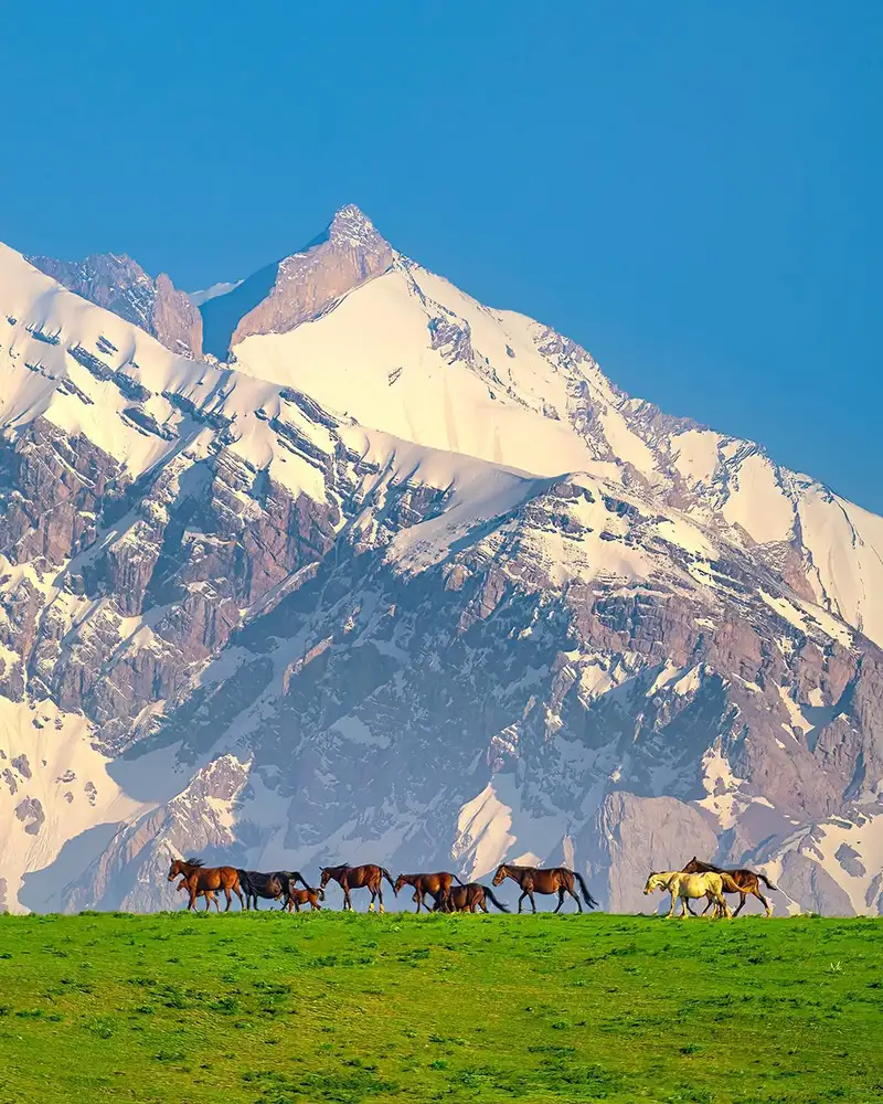 Лошади и горы, фото - Новости Zakon.kz от 31.12.2023 15:02
