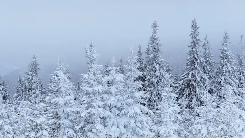 зима, фото - Новости Zakon.kz от 31.12.2023 17:33