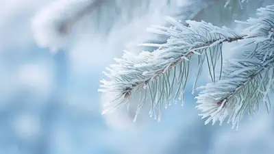 снег, фото - Новости Zakon.kz от 31.12.2023 14:10