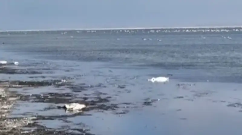 Массовый мор лебедей на озере Караколь снял на видео блогер из Актау