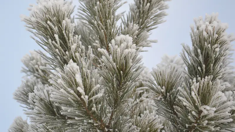 "Не выбрасывайте елку": Алматинский зоопарк сделал заявление