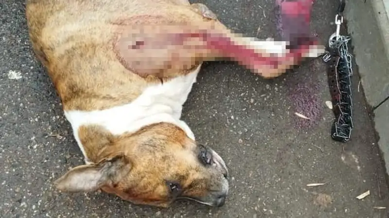"Чуть не пырнул ножом": в Алматы собака спасла хозяина ценой своей жизни