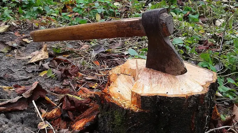 Больше двух десятков деревьев незаконно вырубили в Конаеве 