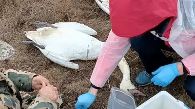 Не птичий грипп: новую причину массовой гибели лебедей назвали в Актау , фото - Новости Zakon.kz от 05.01.2024 03:10