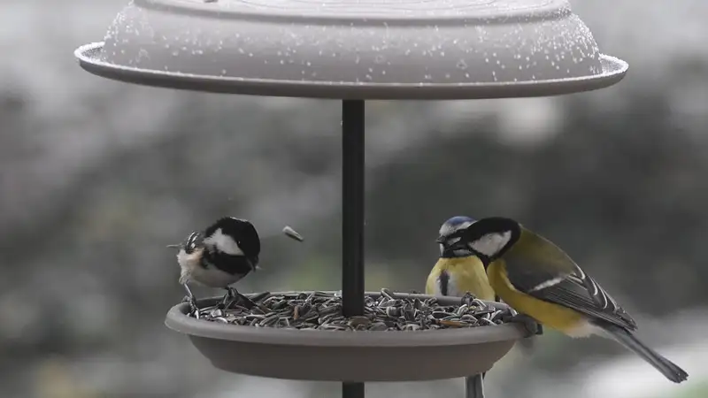 Погода в Алматы на неделю: температура до +12°С и дождь