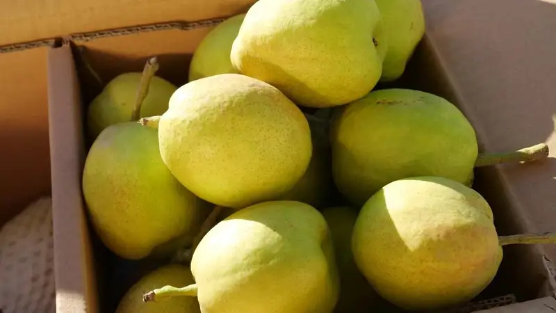 Впервые груши из уезда Корла в Синьцзяне экспортированы в страны Центральной Азии
