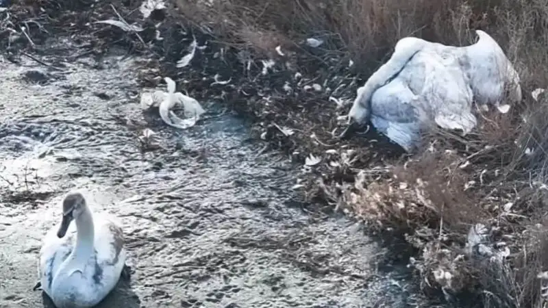 Умирающие лебеди в Актау, мор лебедей в Актау, экология