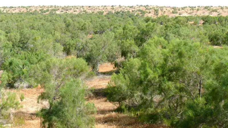 Как создают лес на дне Аральского моря