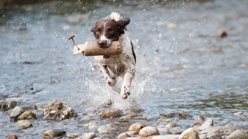 В Южной Корее законодательно запретили есть собак