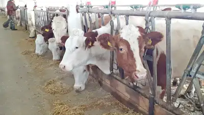 В Казахстане пройдет сельскохозяйственная перепись в 2025 году