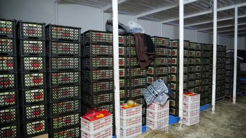 В Хоргосе начался сезон экспорта овощей и фруктов