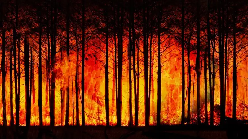 Виновник страшных лесных пожаров в Канаде сознался в 14 поджогах