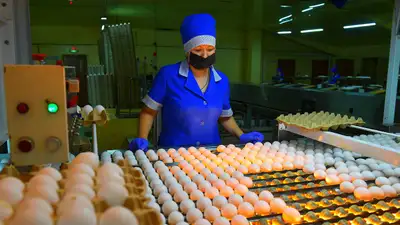 Сколько яиц производит Казахстан, фото - Новости Zakon.kz от 17.01.2024 17:38