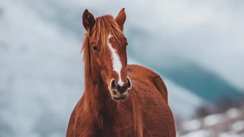В Казахстане возрождают костанайскую породу лошадей