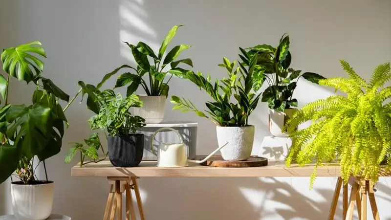 Секреты разведения комнатных растений и их польза