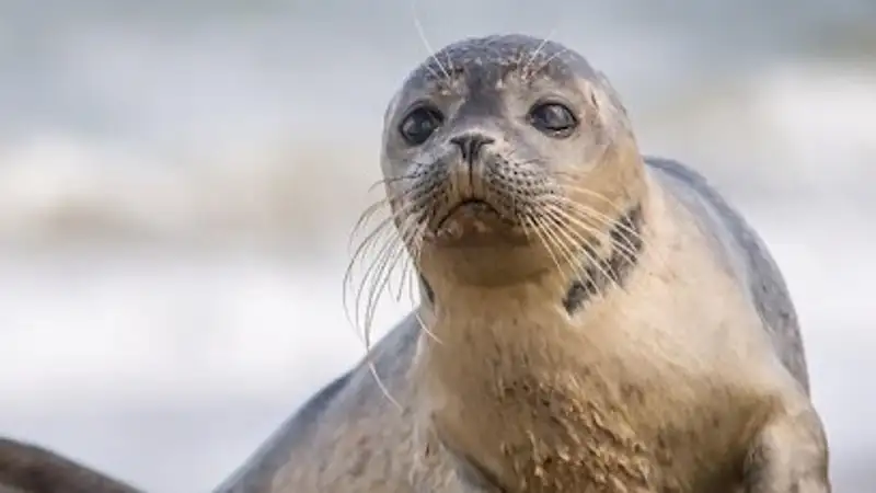 Биологи бьют тревогу: популяция каспийского тюленя в критическом состоянии