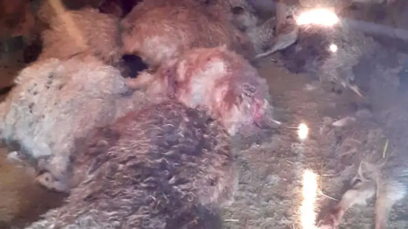 Вероятно, волки: полтора десятка овец загрызли в ВКО , фото - Новости Zakon.kz от 23.01.2024 05:46