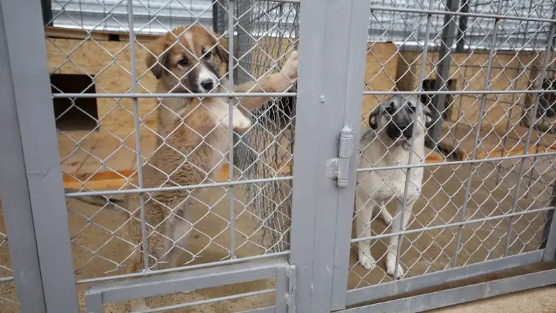 Бродячие псы в Байконыре, приют для животных в Байконыре