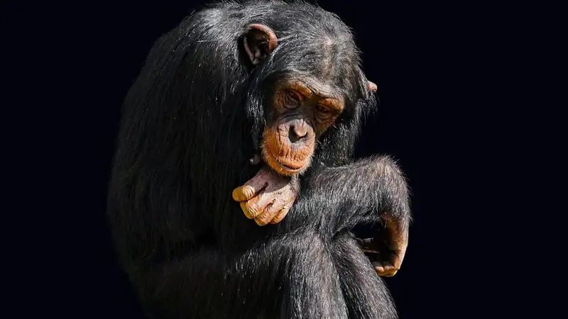 Испуганные шимпанзе: как повели себя животные зоопарка во время землетрясения в Алматы