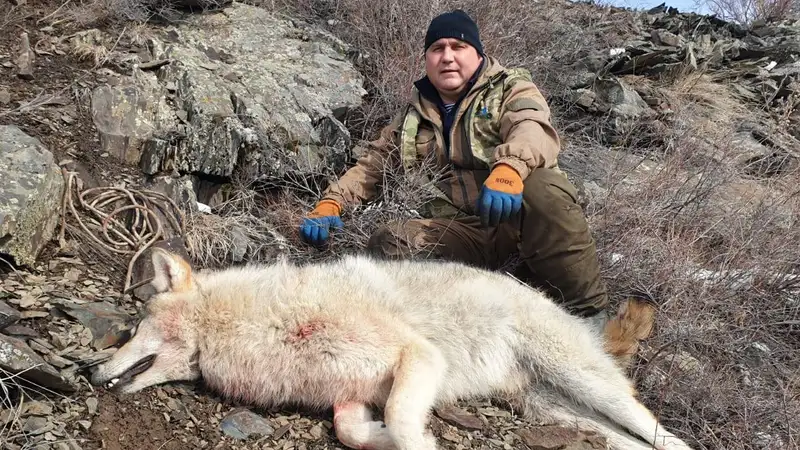 Оперативники застрелили волков, напавших на скот в ВКО , фото - Новости Zakon.kz от 26.01.2024 03:23