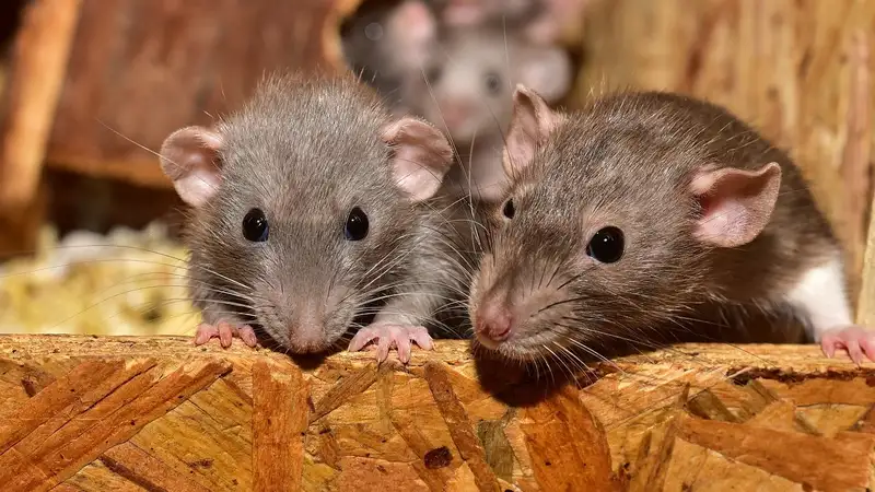 Крысы покусали жителей ВКО