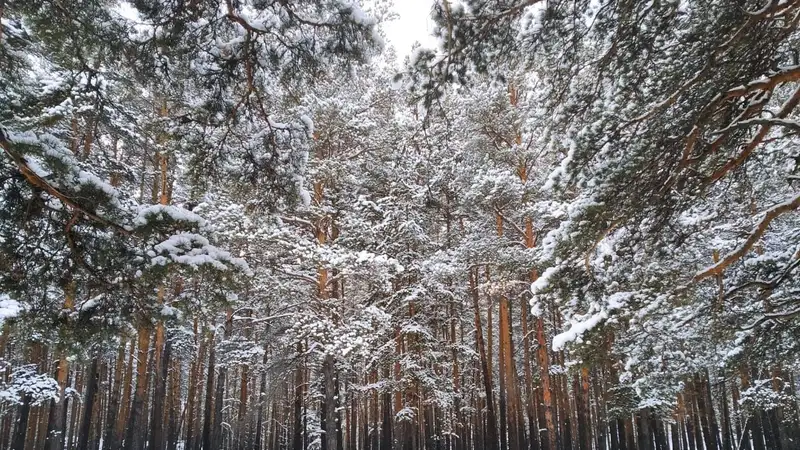 Более 520 тысяч деревьев высадят в национальном парке "Бурабай" в 2024 году, фото - Новости Zakon.kz от 27.01.2024 12:43
