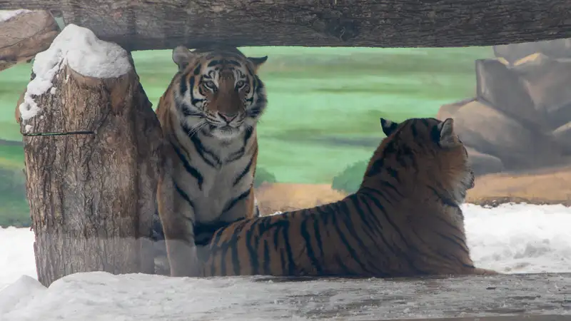 Жизнь тигров показали в алматинском зоопарке 