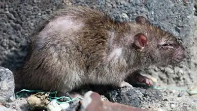 © Flickr / boegh, фото - Новости Zakon.kz от 03.02.2018 10:37