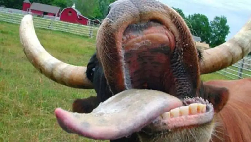 Животные, которые не были готовы к фотосессии