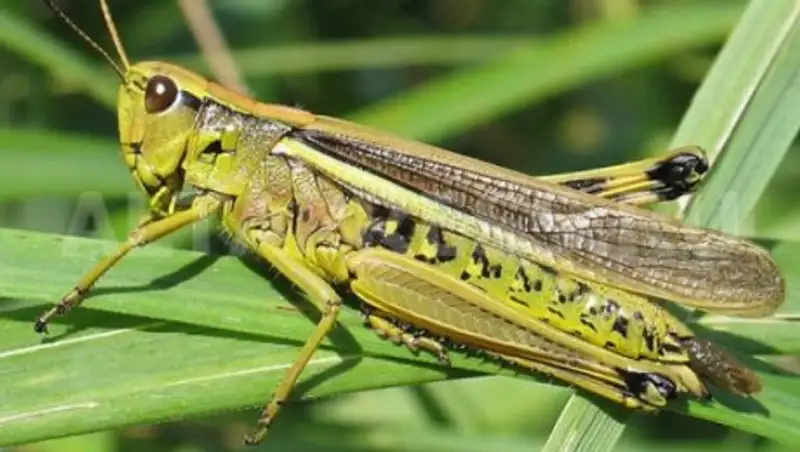 Алматинцев предупредили о мерах безопасности в связи с проводимой борьбой с саранчой