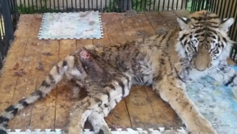 В алматинском зоопарке озвучили причины гибели тигрицы Куралай