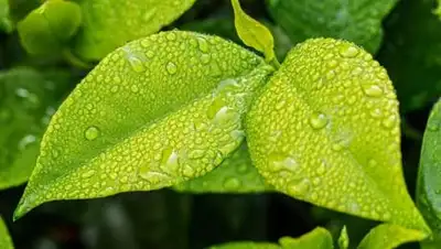 pixabay.com, фото - Новости Zakon.kz от 23.08.2021 10:44